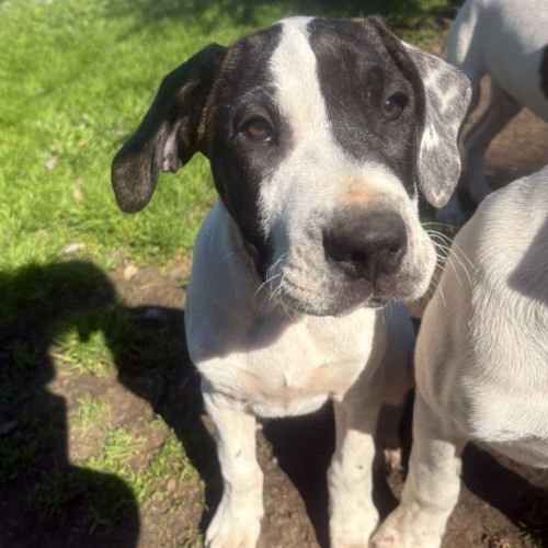 Oddstick - Bull Arab Dog