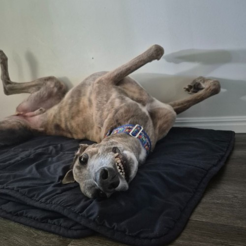 Reggie A.K.A - Splash!  - Greyhound Dog