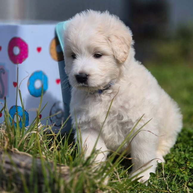 Photo of Cookie