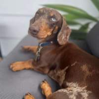 Photo of Wolfie And Western