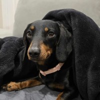 Photo of Mini Winnie