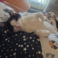 Photo of Henry *9 Lives Project Rescue*