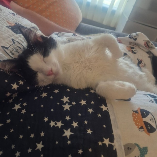 Photo of Henry *9 Lives Project Rescue*