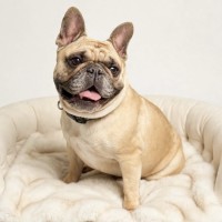 Photo of Honey