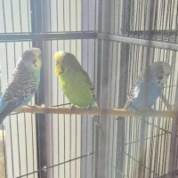 Photo of Pancake