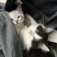 Photo of Pearl And Marble