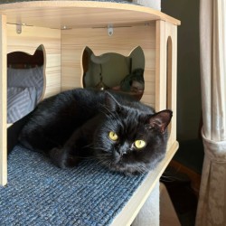 Male British Shorthair Cat