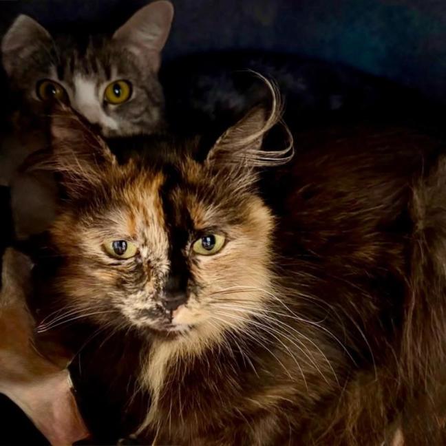Photo of Maple