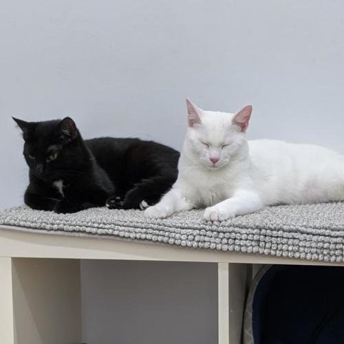 Tokyo - Domestic Short Hair (DSH) Cat