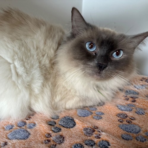 Misty  - Ragdoll Cat