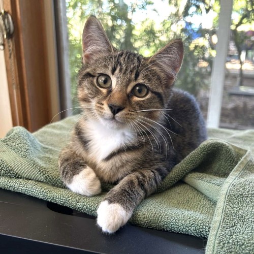 Cosmo - Domestic Short Hair (DSH) Cat