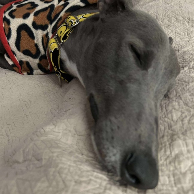 Photo of Hodgie The Greyhound