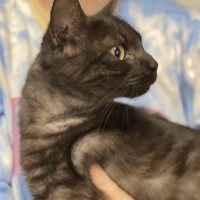 Photo of Sheba