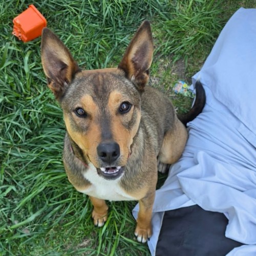 Bear  - Australian Kelpie Dog