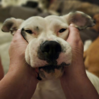 Photo of Hinkypunk