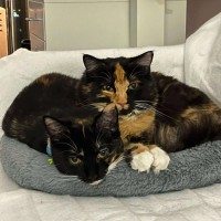 Photo of Chip & Dale