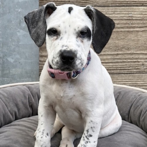 Firewater - Bull Arab Dog