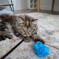 Photo of Blume