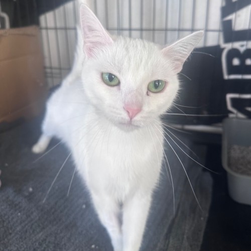 Dove - Domestic Short Hair (DSH) Cat