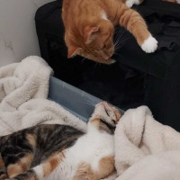 Photo of Buttons & Charlie