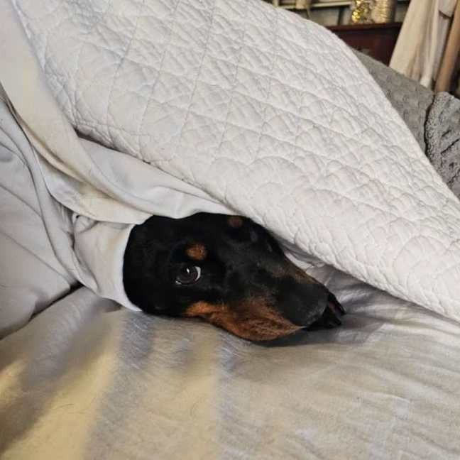 Photo of Bonni