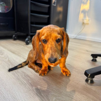 Photo of Poppy Puppy