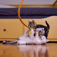 Photo of Principal Skinner