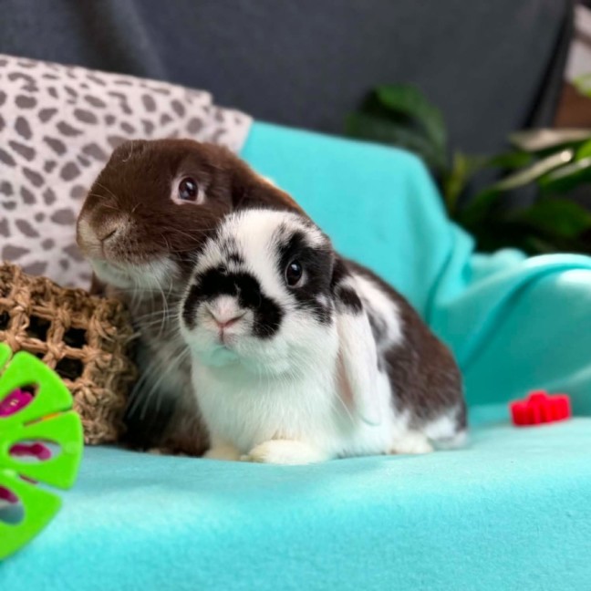 Photo of 🐰Puddles & Zephyr🐰 (Located In Wantirna South)