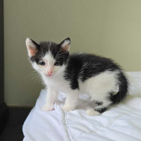 Photo of Cleo