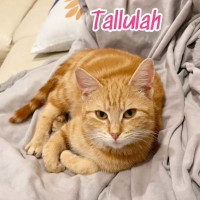 Photo of Tallulah