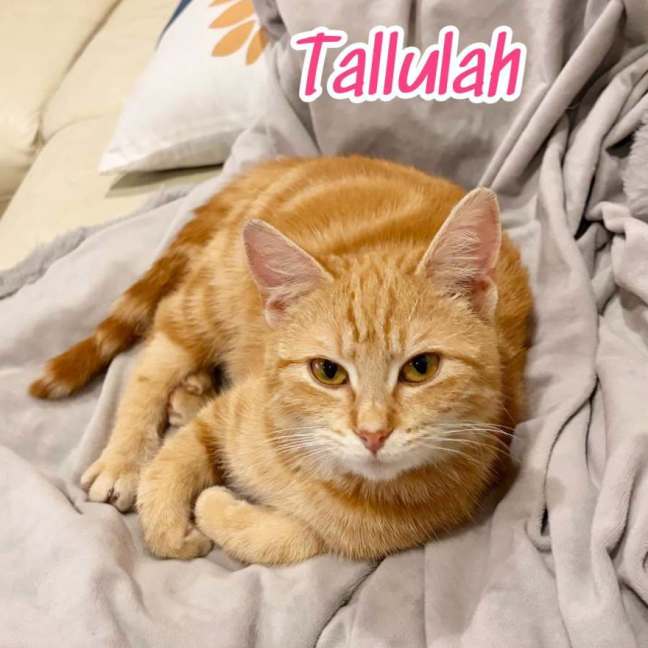 Photo of Tallulah
