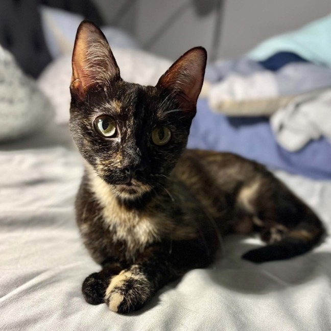 Photo of Biscuit