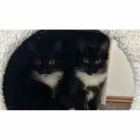 Photo of Sage & Rosemary 