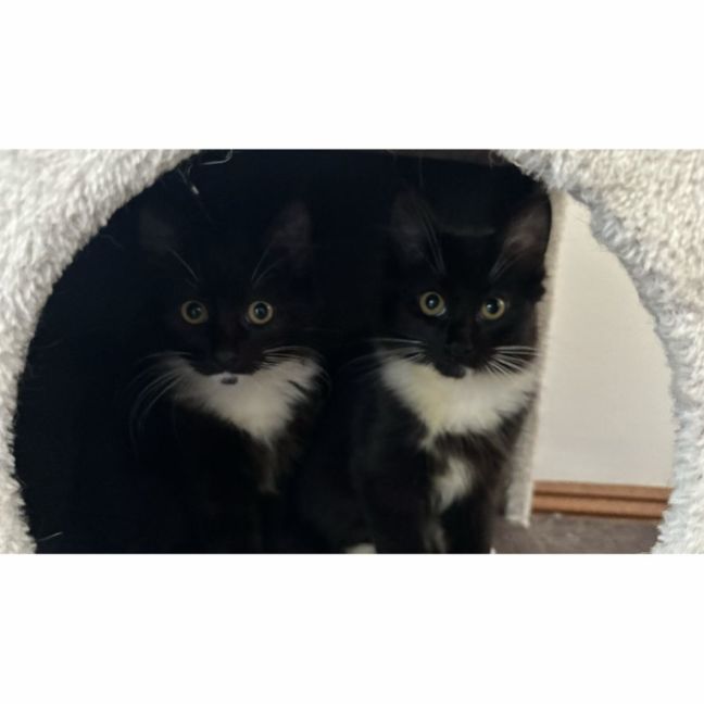 Photo of Sage & Rosemary 