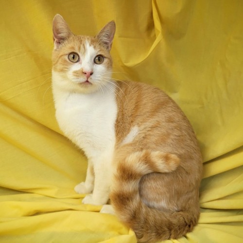Charlie ☀️ - Domestic Short Hair (DSH) Cat