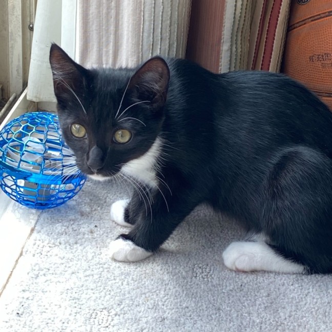 Photo of Lucy   Reduced Adoption Fee