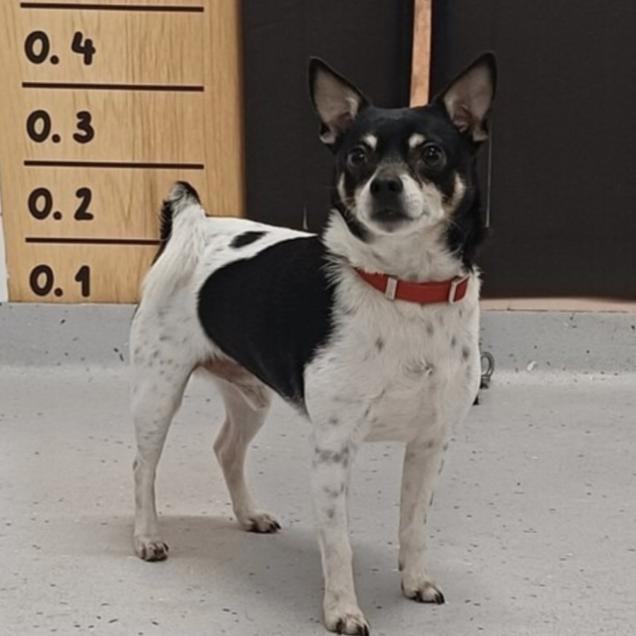 Photo of Rambo