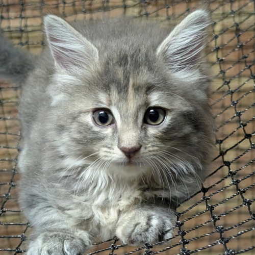 Lilly Pilly - Domestic Medium Hair (DMH) Cat