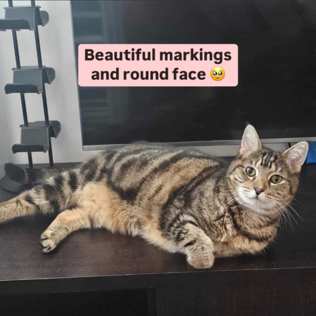 Photo of 😻Neko!😻