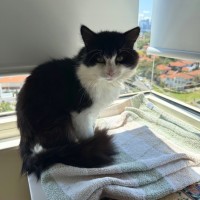 Photo of Oreo  Meet Me @ Petstock Prahran!