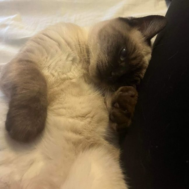 Photo of Pecan