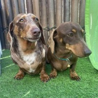 Photo of Marley And Truffles