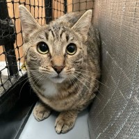 Photo of Henritta ** 2nd Chance Cat Rescue**