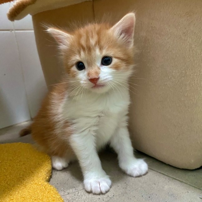 Photo of Peanut