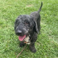 Photo of Piper