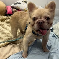 Photo of Snowy 