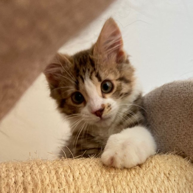 Photo of Willard ^^Dandy Cat Rescue^^