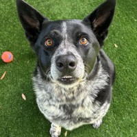 Photo of D1112 Bella