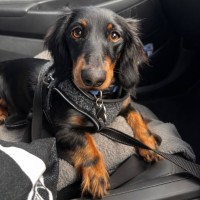 Photo of Bruno