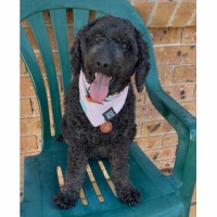 Photo of Nala 